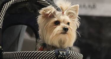 EVCİL HAYVAN PUSETİ